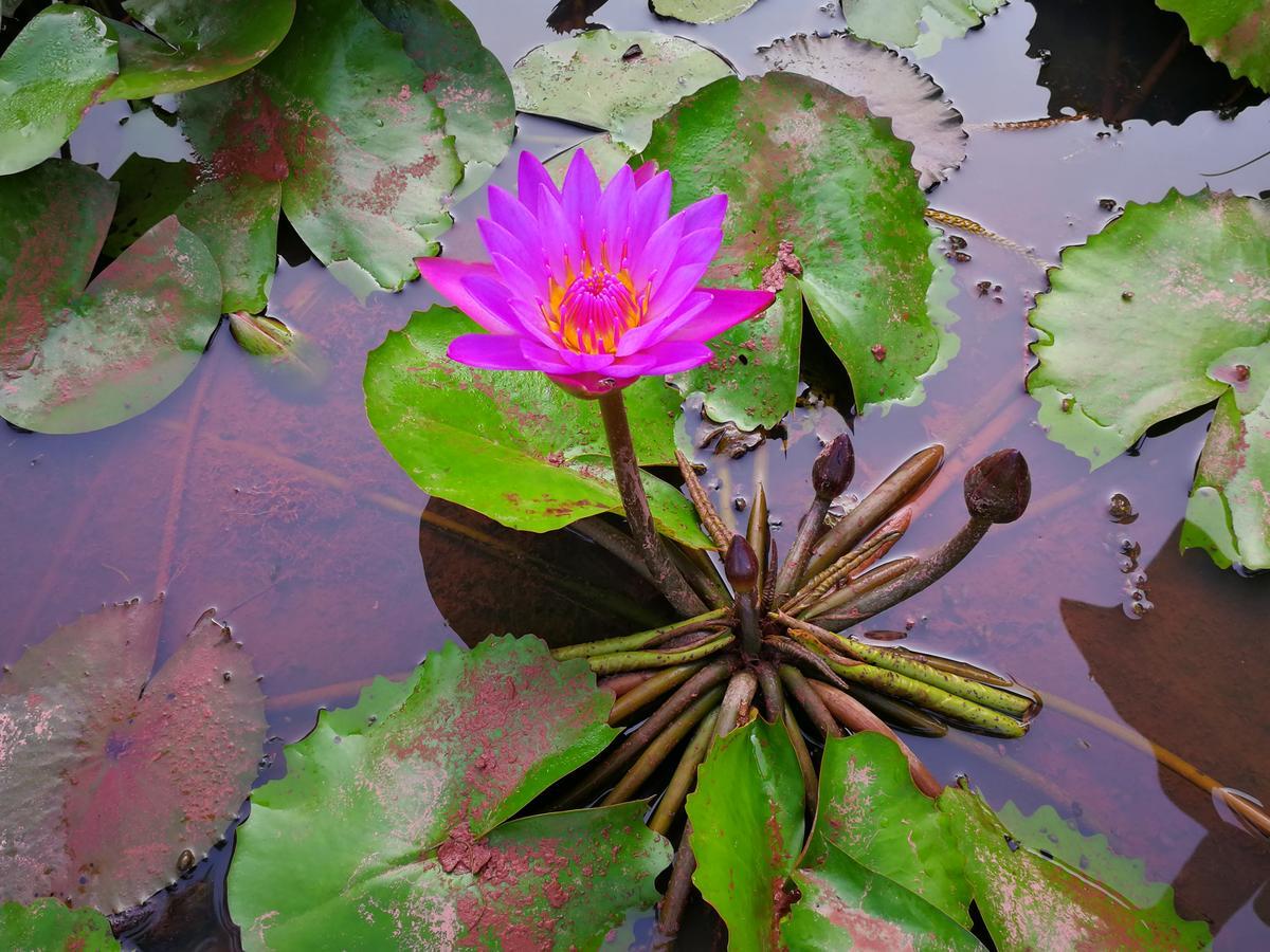 Nisarga Nirvana River House Mangalore Ngoại thất bức ảnh